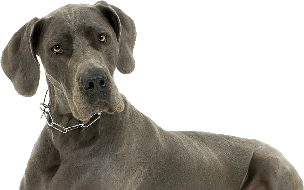 Perro, Gran Danés - Grey Great Dane (681x402), Png Download