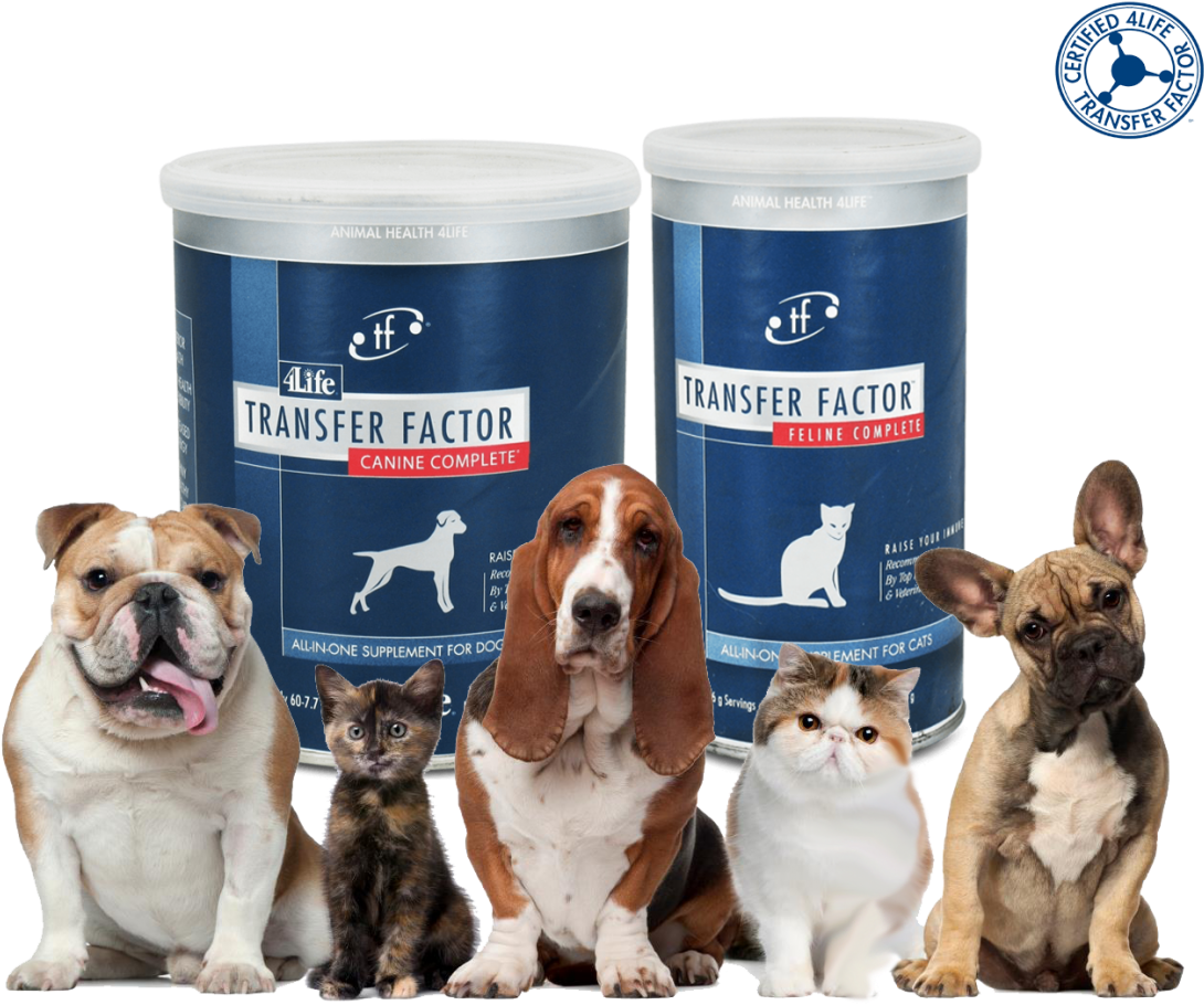 Perro - Thank You Dog And Cat (1170x943), Png Download