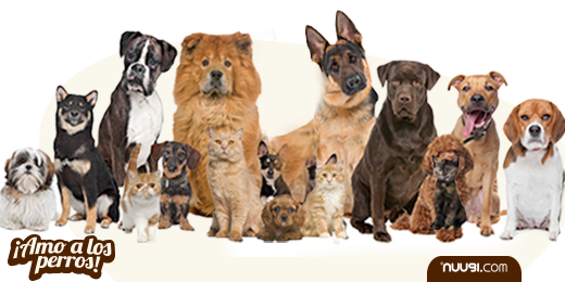 Nuugi, Enfermedades Zoonóticas En Perros - Group Of Dogs Png (520x260), Png Download