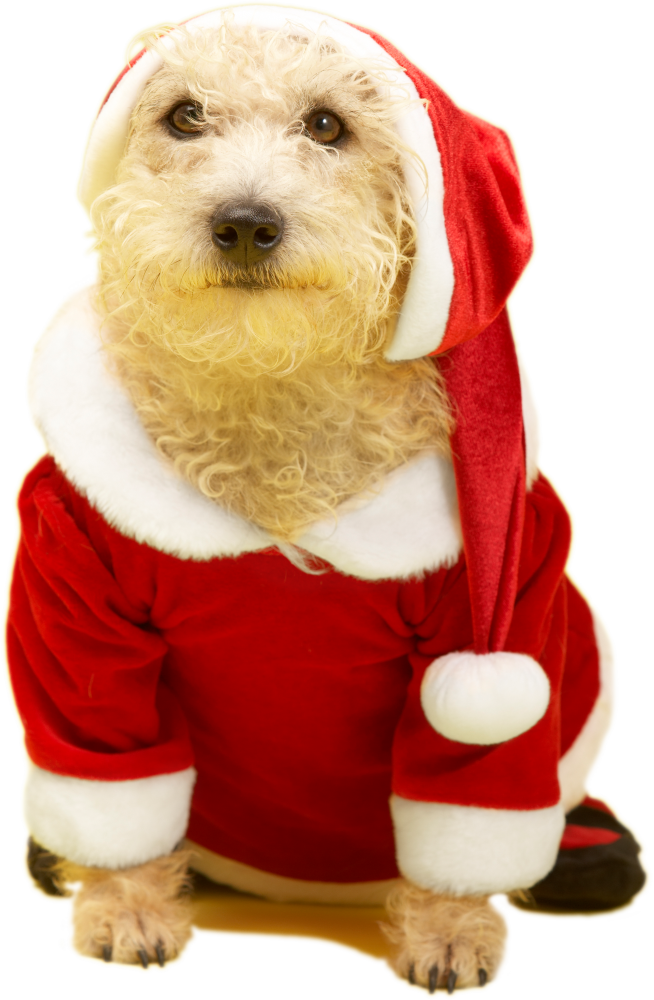 Perro Navidad 2017 Transp - Labradoodle (654x1000), Png Download