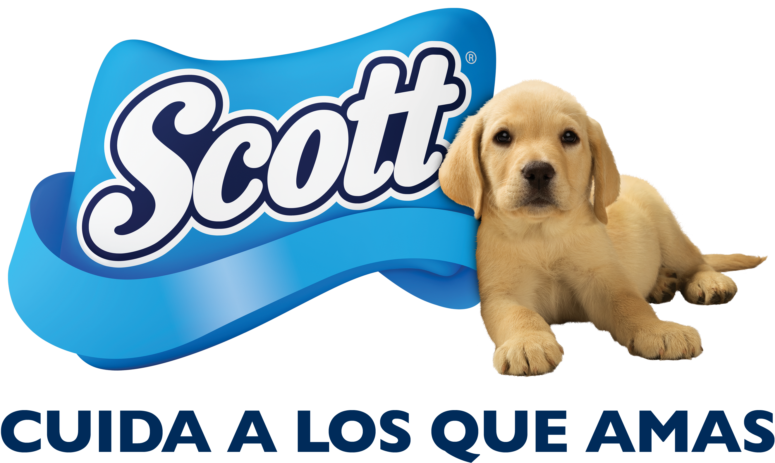 Scott - Scott Scott Kitchen Towel X 2 Rolls (2783x1772), Png Download