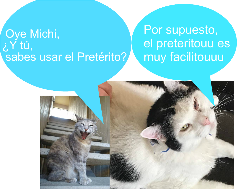 My Cat's Name Is Michi Mi Gato Se Llama Michi Who Acts - Asian (1024x768), Png Download