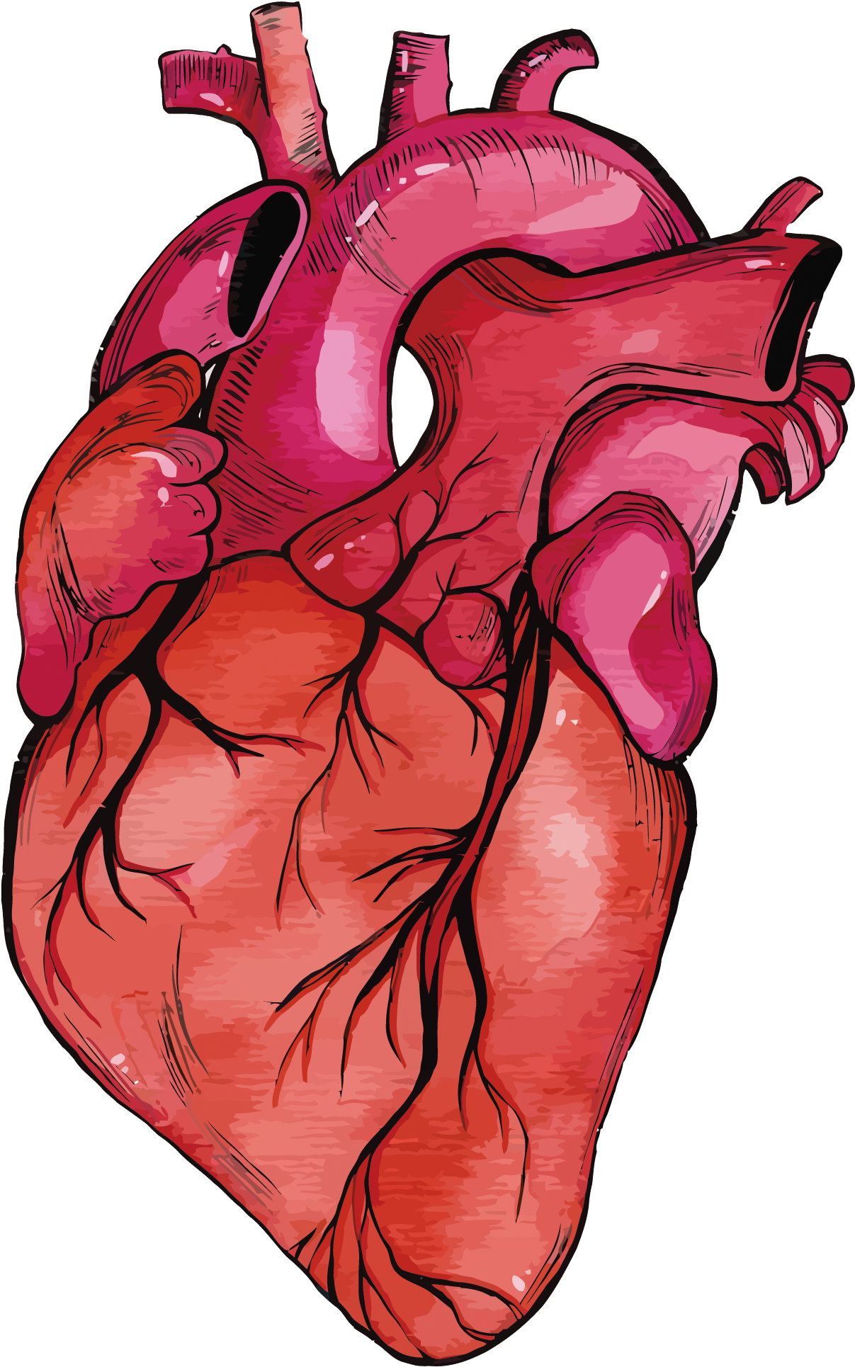 Heart Muscle Png - Realistic Heart Png (1500x2118), Png Download