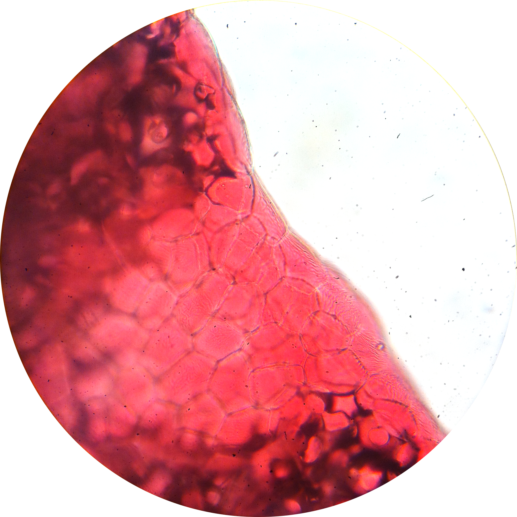 Flower Petal 1 400× - Wikimedia Commons (1780x1780), Png Download