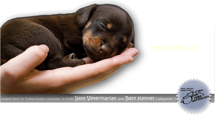 Fireworks Png8 With Alpha Transparency 76k - Veterinarian (745x410), Png Download