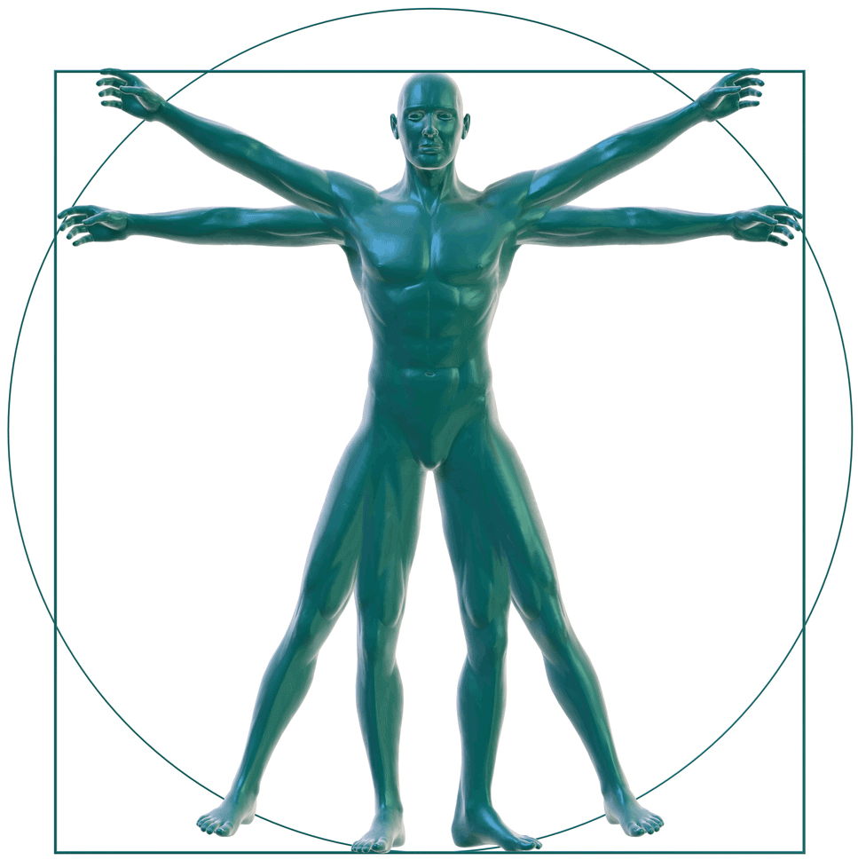 Vitruvian Man On White - Vitruvian Man (1024x1200), Png Download