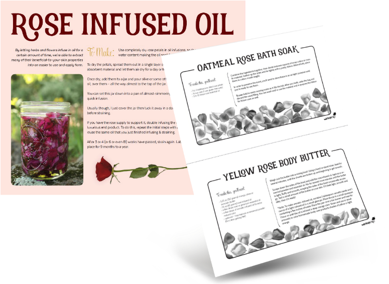 Sample Content - - Loosestrife And Pomegranate Family (800x576), Png Download