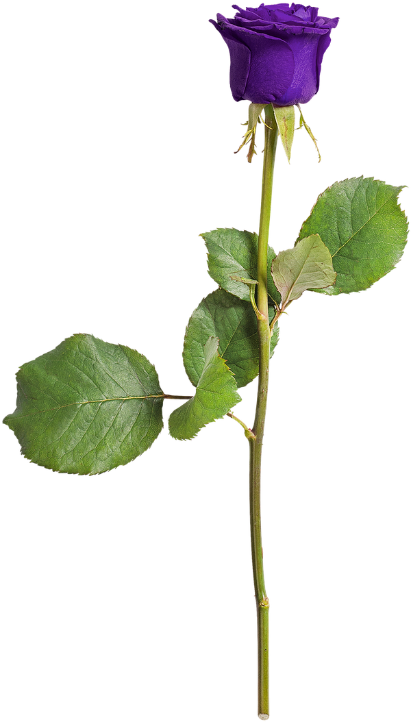 Rose Isolated Love - Violet Love (1280x1280), Png Download