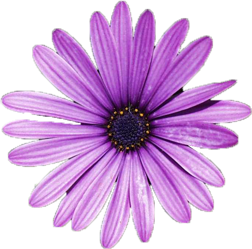 Flower Pngs - I'll Meet You There - Cd (538x548), Png Download