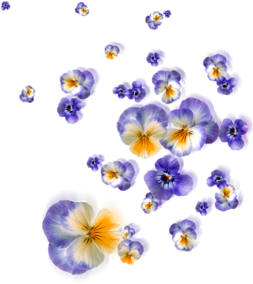 Floating Flowers Png - Satnam (474x640), Png Download