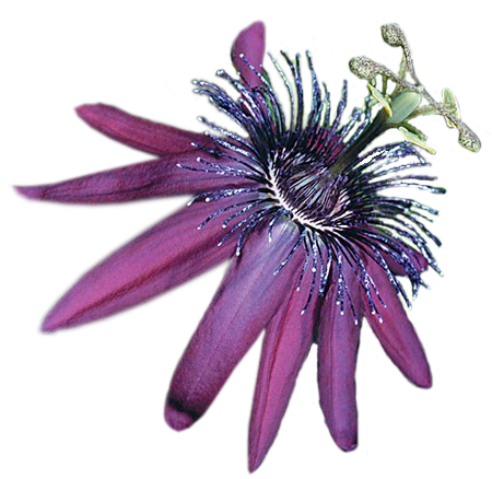 External Link - Purple Passionflower (600x600), Png Download
