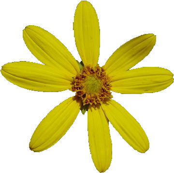 Flower Pngs - Flowers (450x449), Png Download