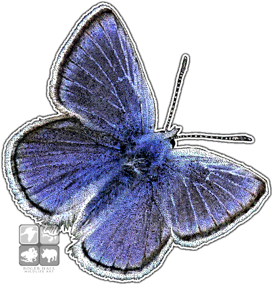 Mission Blue Butterfly Decal - Mission Blue Butterfly Png (550x573), Png Download