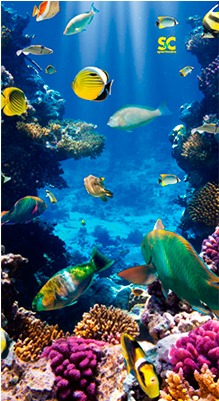 Homemarinecoral Reef Mt5072 - Tropical Fish Case - Ipad Air (739x400), Png Download