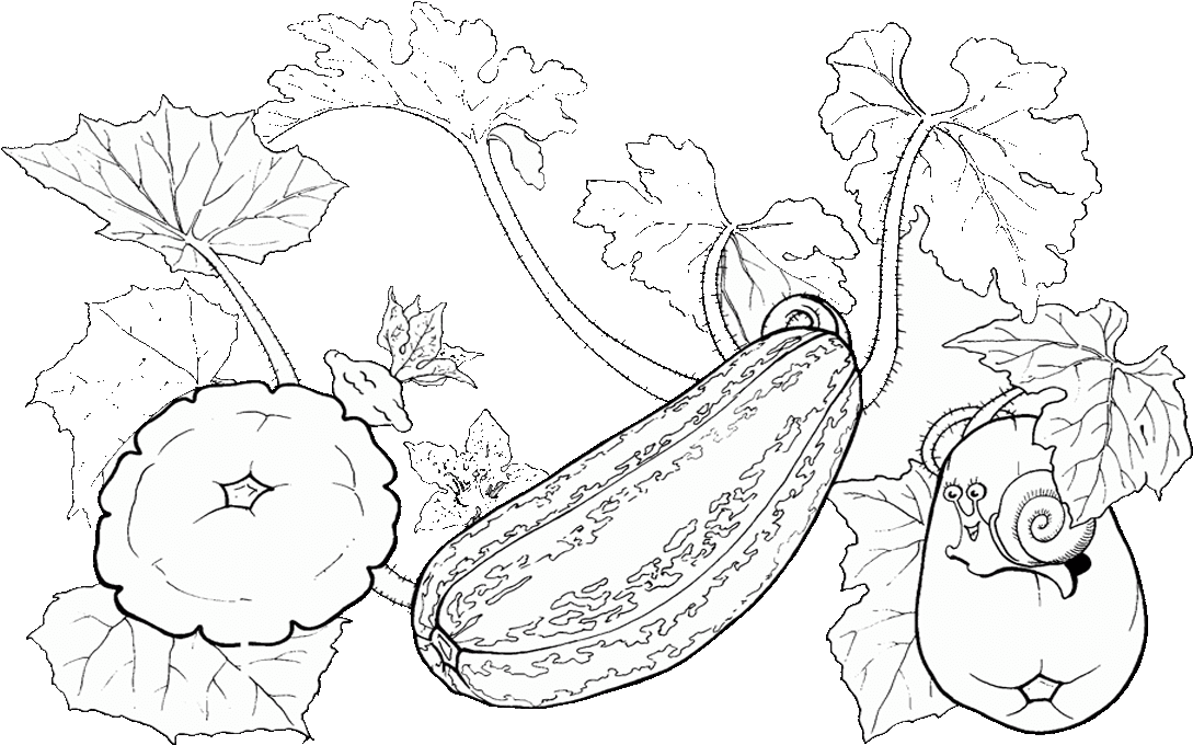 Drawing Zucchini Pattypan Squash Coloring Book Vegetable - Zucchini (1280x720), Png Download