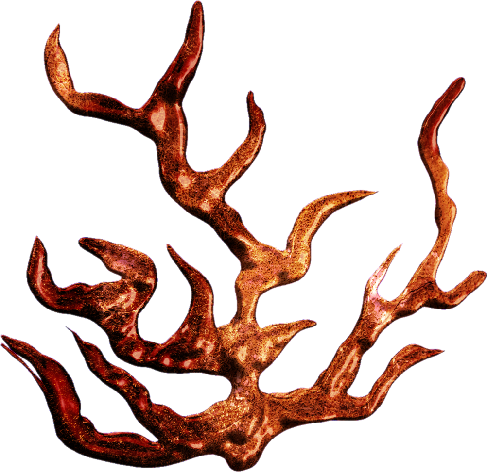 Howlingdreams's Deviantart Favourites - Coral Drawing Transparent Background (1024x1024), Png Download