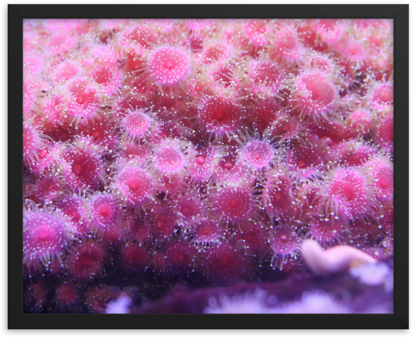 A Pile Of Pink Polyps Positioned Perfectly Poke From - Black (1000x1000), Png Download