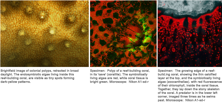 Coral A1r - Marine Biology (719x340), Png Download