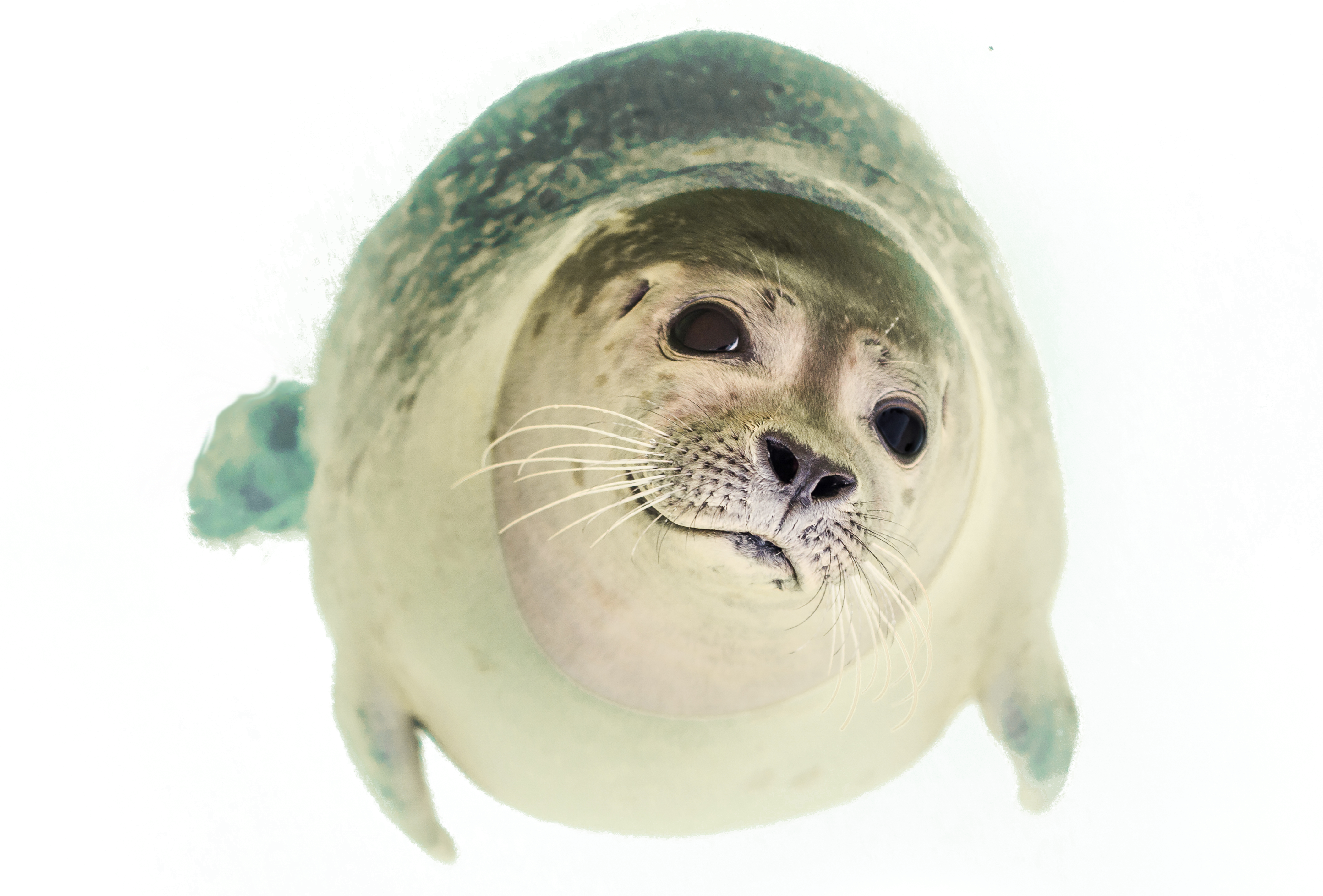 Seal Swimming Png Image - Cutie-pie Seal Journal: 150 Page Lined Notebook/diary (4210x2938), Png Download