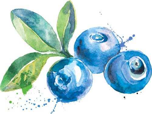 Attainable - Blueberry Watercolor (500x375), Png Download