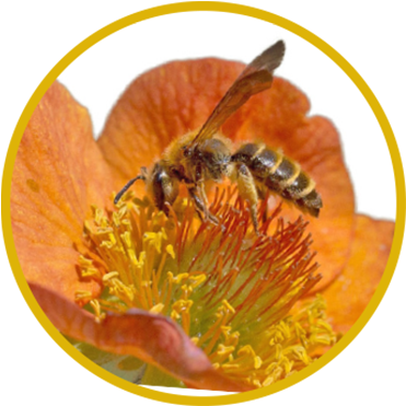 Mining Bees, Andrena Spp - Honeybee (390x390), Png Download