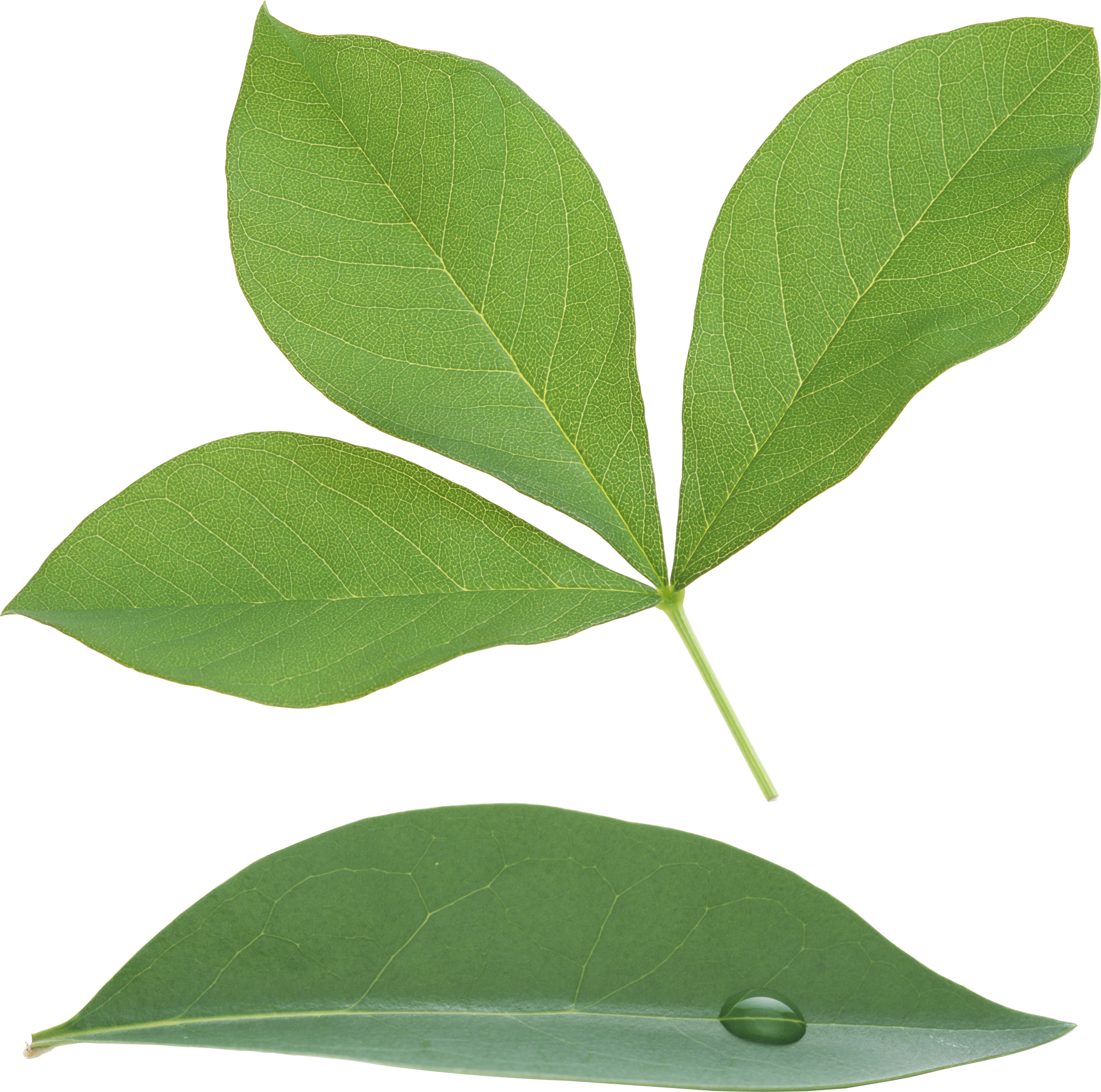 Green Leaves Png Image - Portable Network Graphics (2560x2541), Png Download