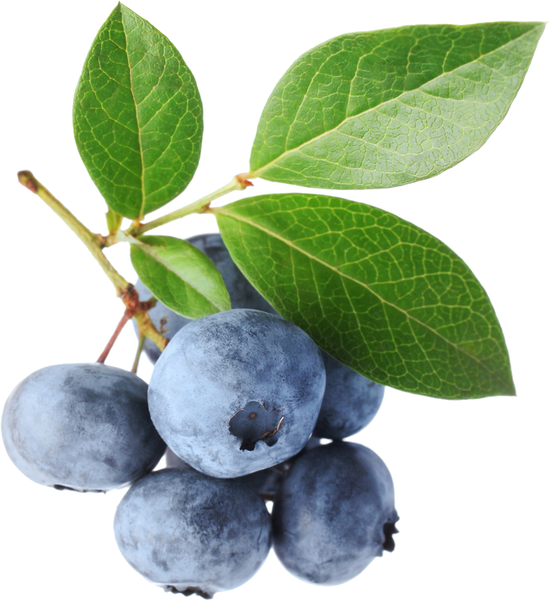 Go To Image - Blue Berry Leaves (989x1000), Png Download