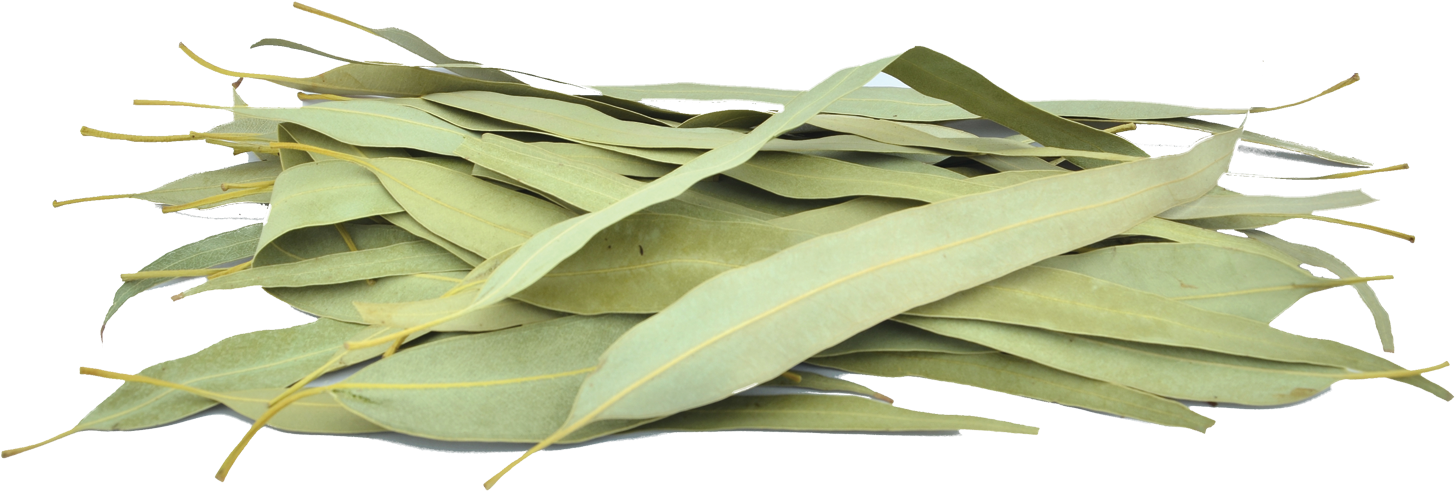 Organic Eucalyptus Leaves - Gum Trees (1500x1000), Png Download
