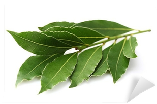 Laurel Planta Png (400x400), Png Download