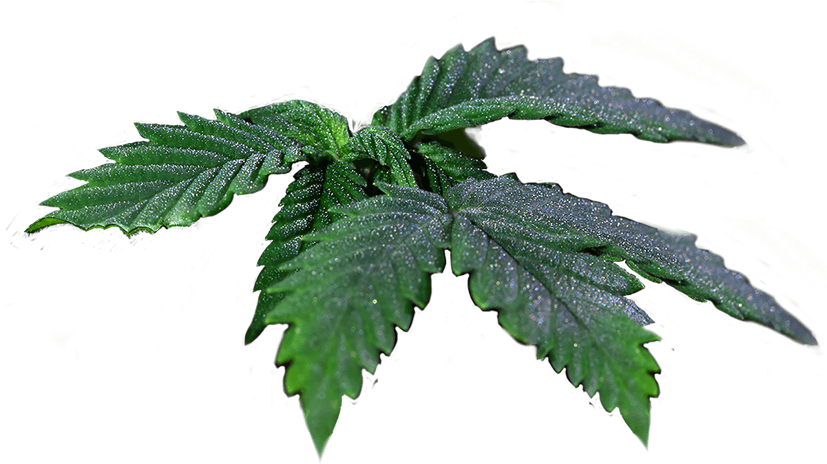 Seeds Cannabis Leaves - Cannabis (1200x691), Png Download