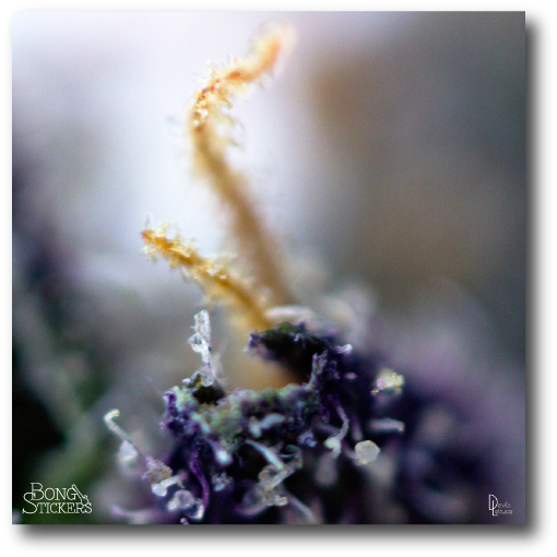 Macro Lens Marijuana Leaf - Cannabis (600x600), Png Download