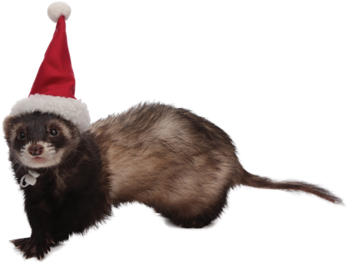 Animal Haikus - Animal In Santa Hat (727x600), Png Download