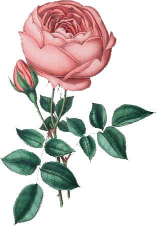 Flores Vintage Png - Flores Vintage Con Fondos Transparentes (314x451), Png Download