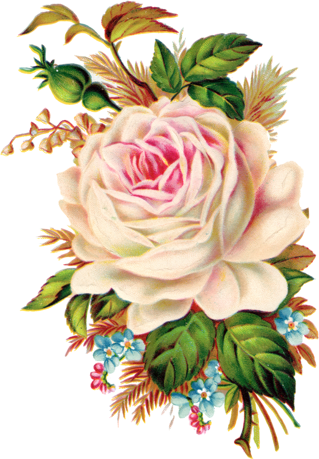 Neste Blog Voc Poder Encontrar Lindas Imagens - Vintage Rose Clip Art (1237x1600), Png Download