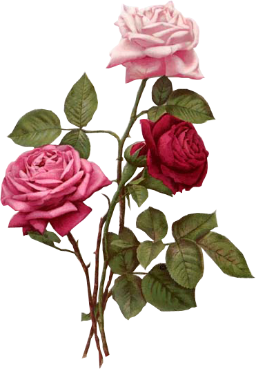 Flores Vintage Png - Roses Wall Calendar (371x534), Png Download