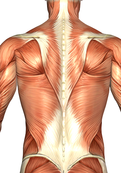 Chiropractic Dr Kertz Musclesoftheback - Barbell Good Morning Muscles Worked (406x581), Png Download