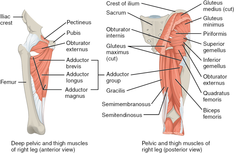 The Muscles Of The Posterior Thigh - Mouse Pelvic Limb Muscle (1024x651), Png Download