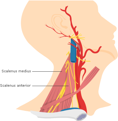 Fig 1 The Scalene Muscles - Illustration (480x400), Png Download