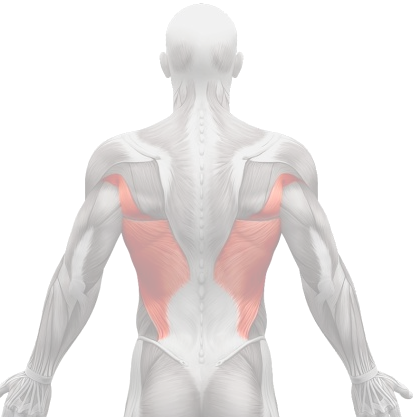 Muscles-dorsaux - Man (413x417), Png Download