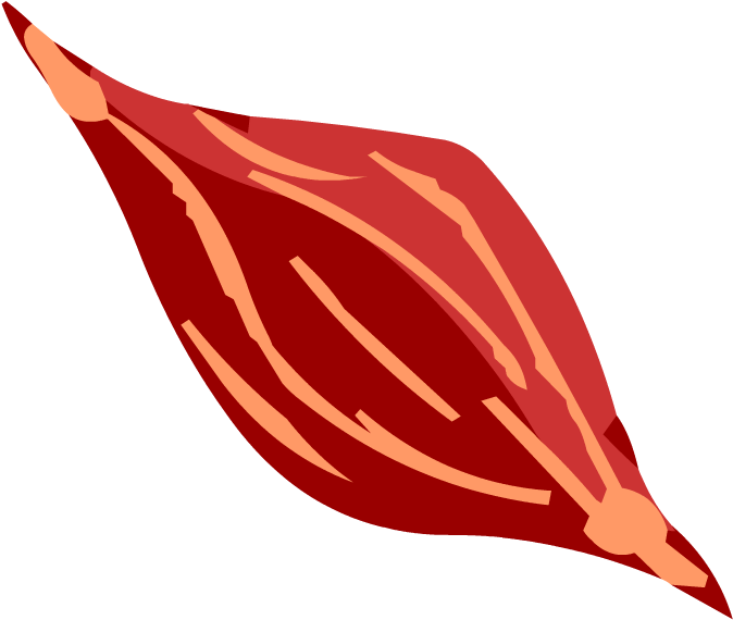 Muscles - Muscle Cell Png (880x880), Png Download