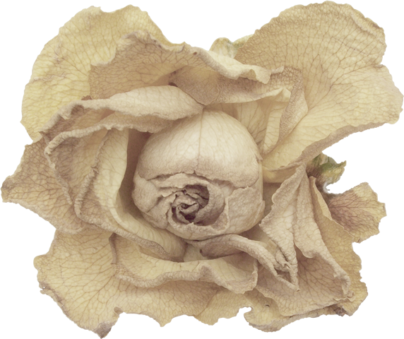 Goth-014 - Garden Roses (572x480), Png Download