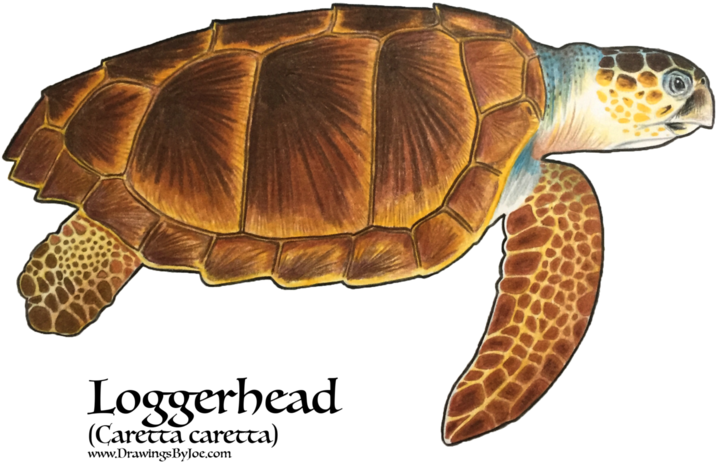 7 Types Of Turtles In The World (756x600), Png Download