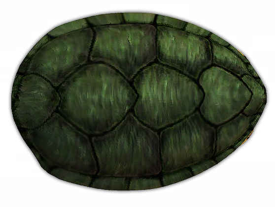 430k Turtle - Circle (558x421), Png Download