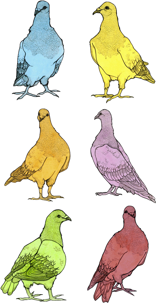 Pigeons, Watercolor & Graphite On Rives Bfk, 5 X 7" - Stock Dove (541x1024), Png Download