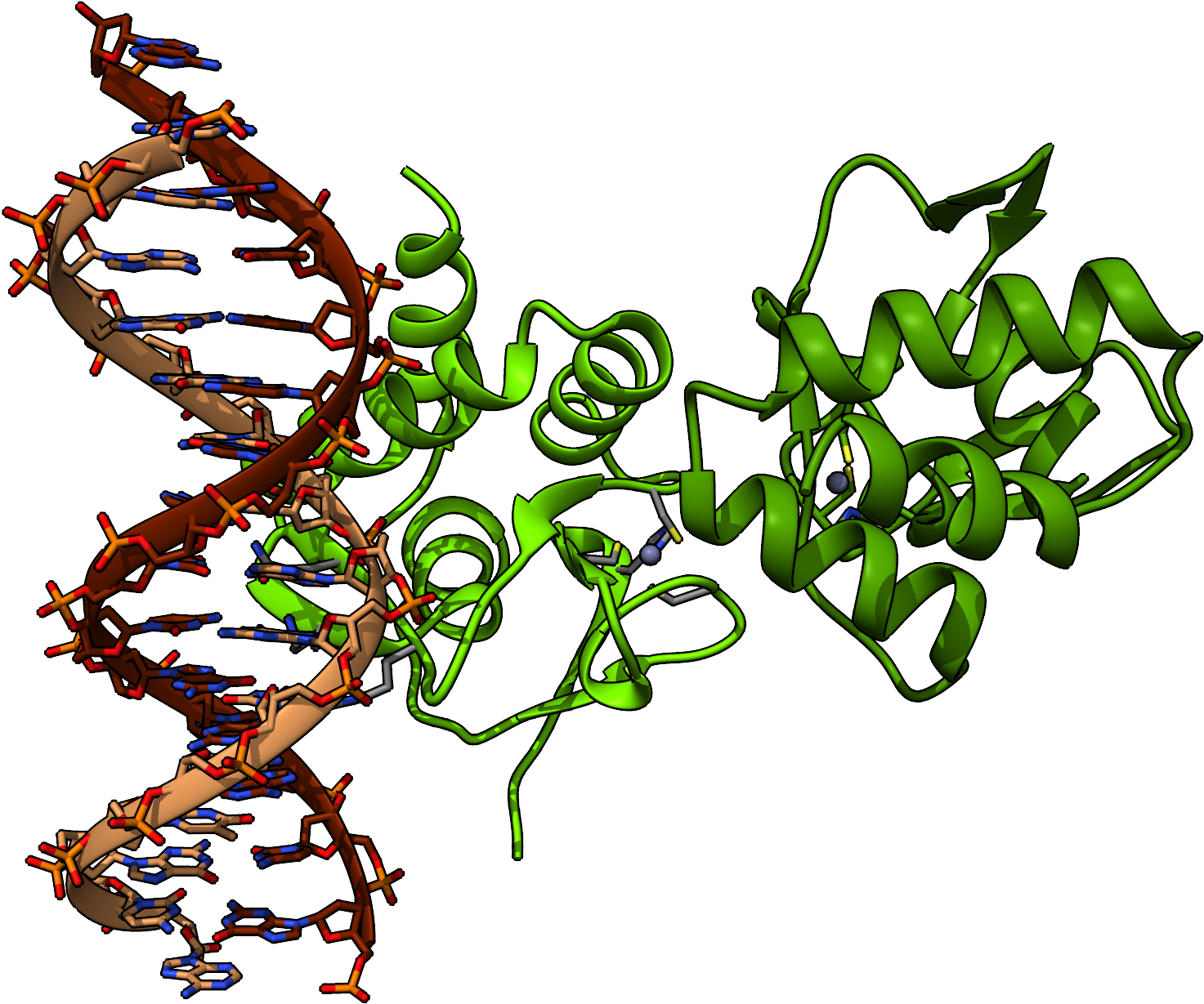 Chimera Render Of Smad4 Protein From Pdb 5mez - Mothers Against Decapentaplegic Homolog 4 (2000x1243), Png Download