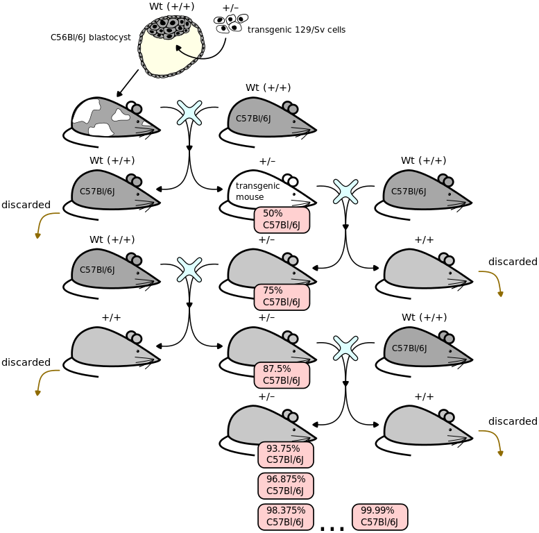 243 × 240 Pixels - Backcrossing Mice (777x768), Png Download