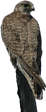 Falco Cherrug, Aquila Nipalensis - Saker Falcon (305x421), Png Download