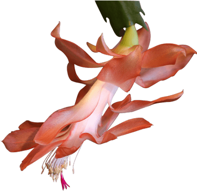 Exotic Plant - Planta Exotica Png (400x400), Png Download