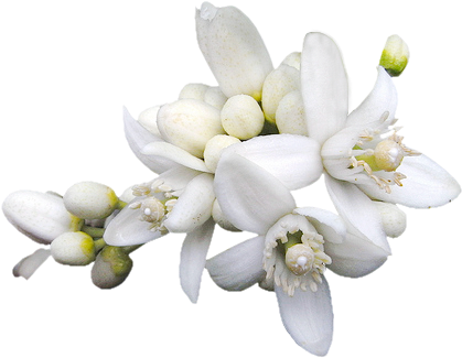 Azzahár Includes Remains Of The Roman Wall, First Century - Aroma & More Neroli Essential Oil Dilute 10% (tunisia) (461x324), Png Download
