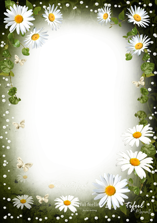 Tenderness Of White Daisies - Лекарства Из Улья [book] (316x448), Png Download